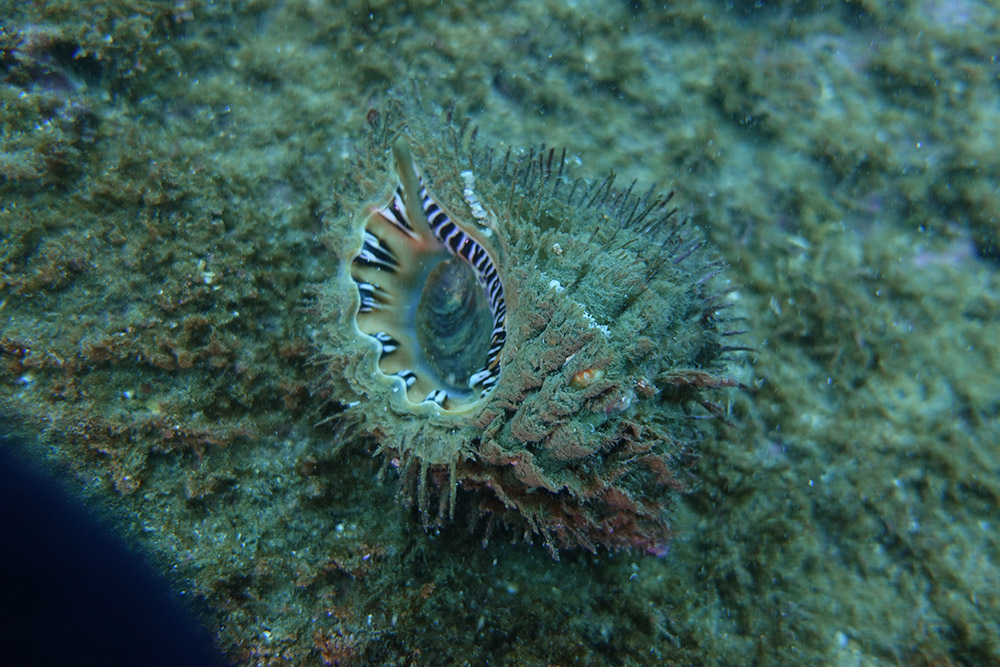 01_각시수염고둥