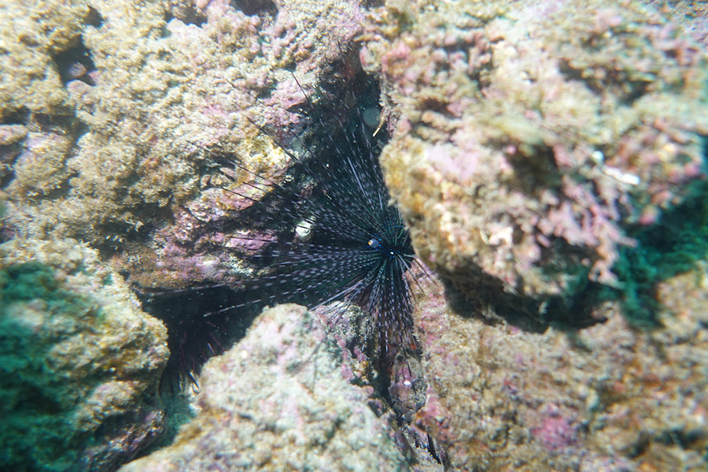 02_긴침얼룩성게