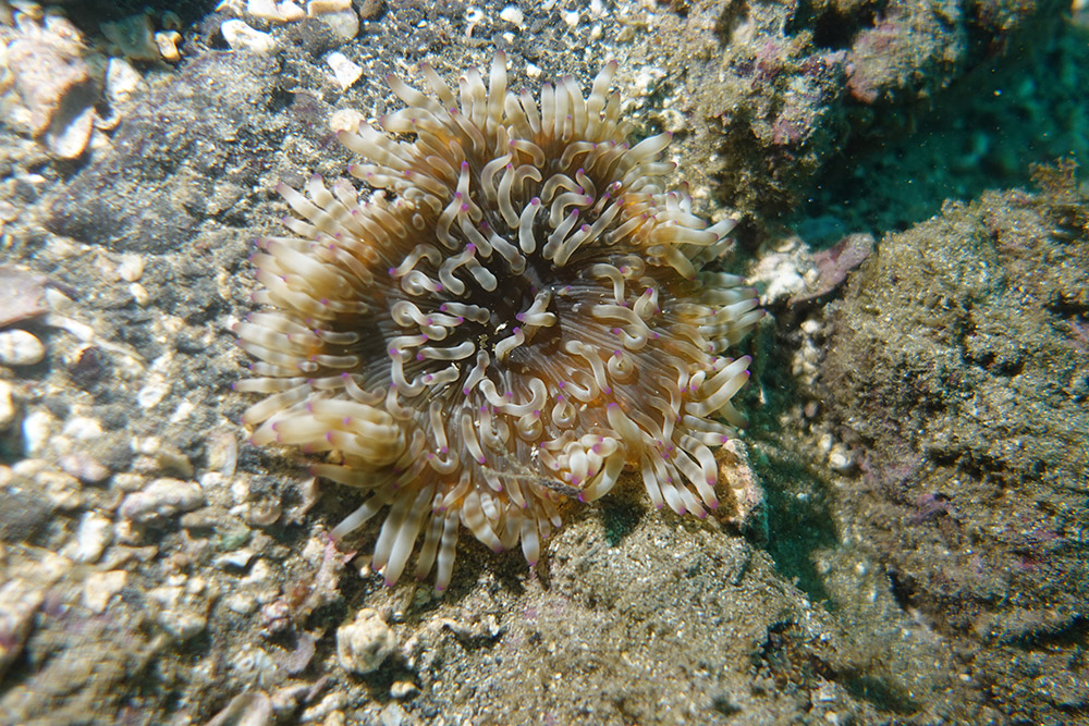 04_녹색열말미잘