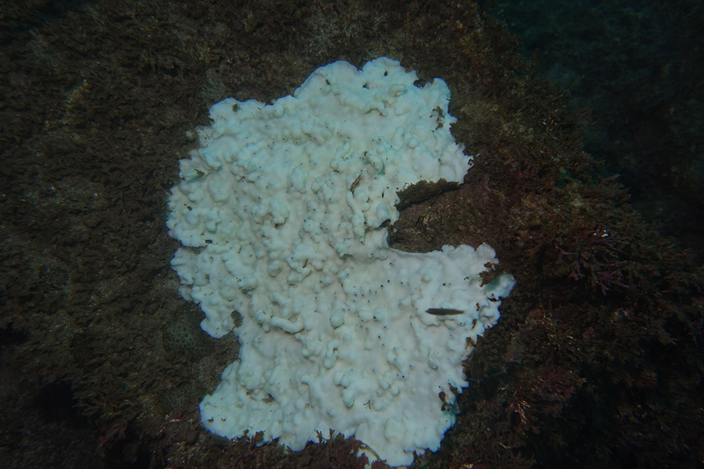 13_빛단풍돌산호