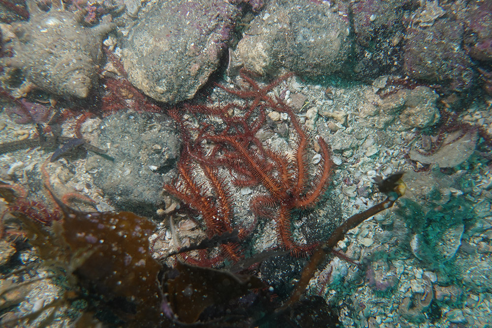 14_빨간등불가사리