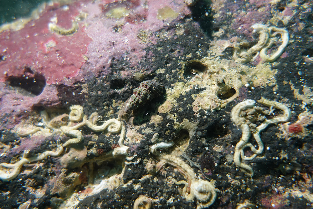 16_얼룩덜룩갈줄고둥