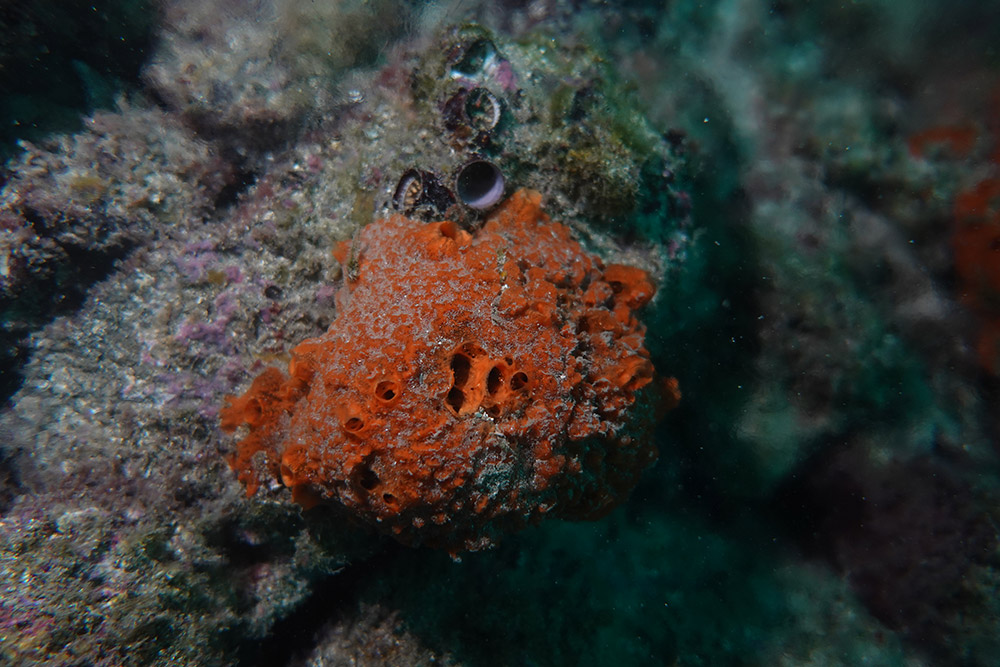 19_주황해변해면