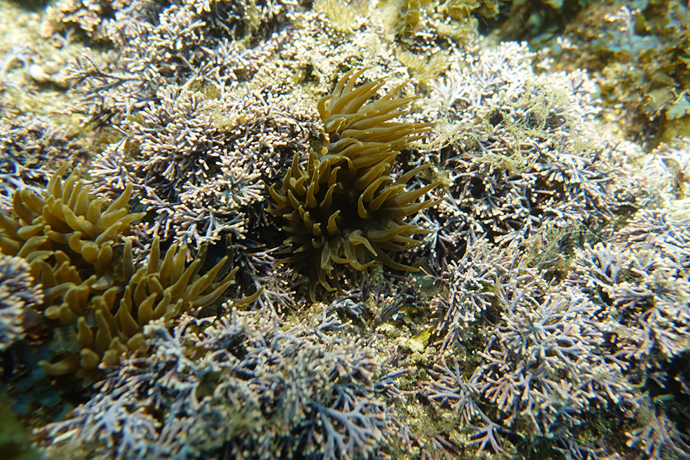 검정꽃해변말미잘