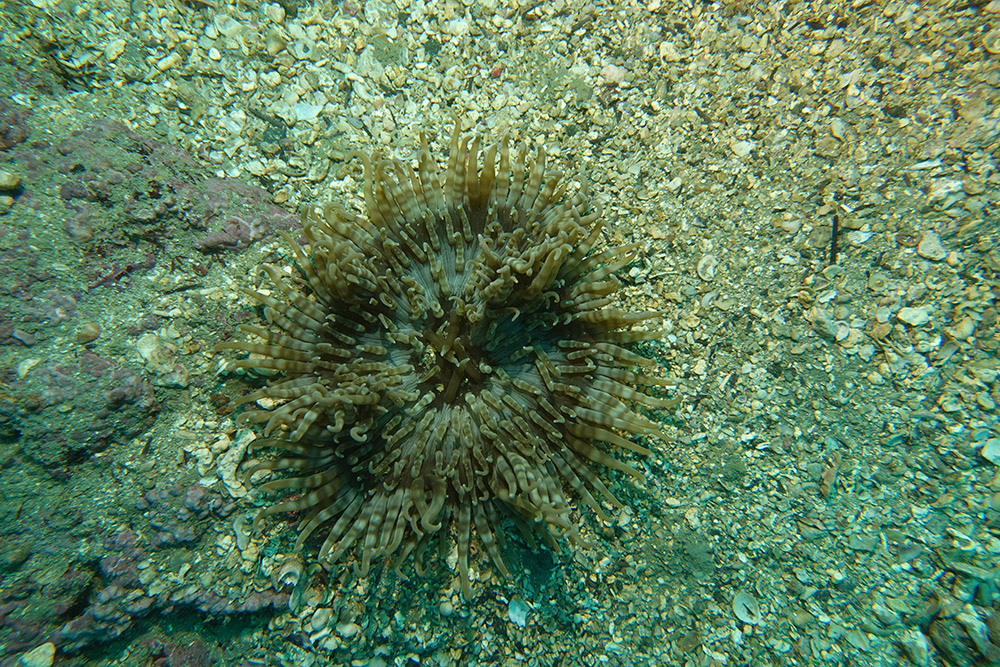 띠녹색열말미잘