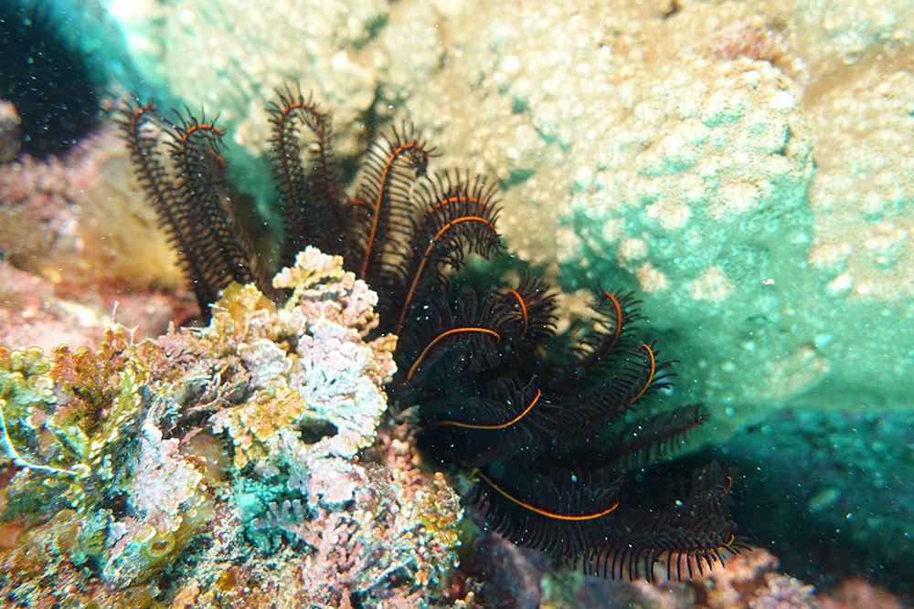 일본깃갯고사리