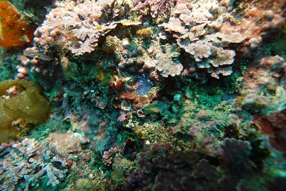 푸른테곤봉멍게