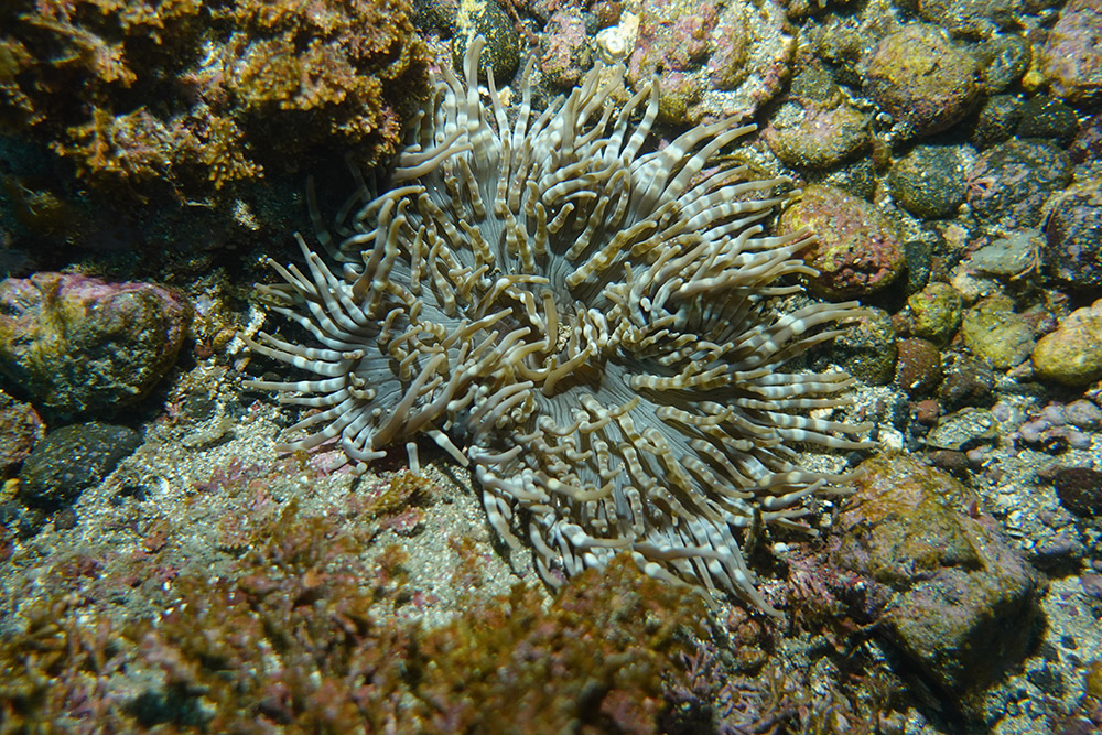 띠녹색열말미잘