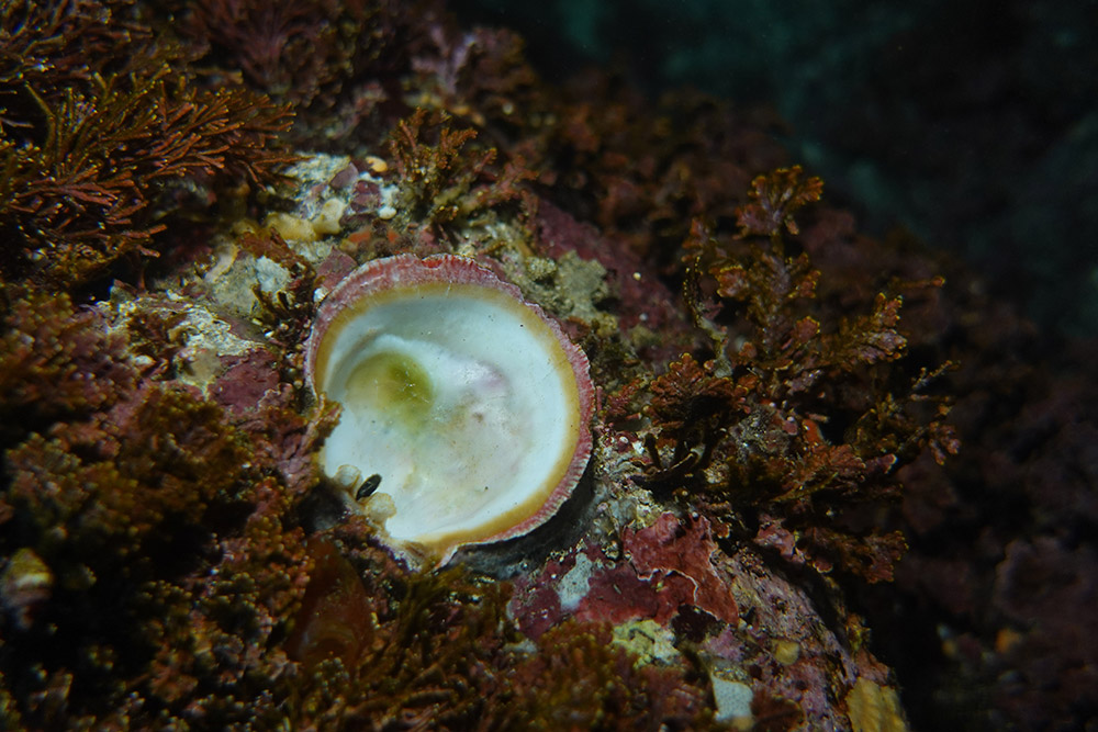보라왼굴아재비