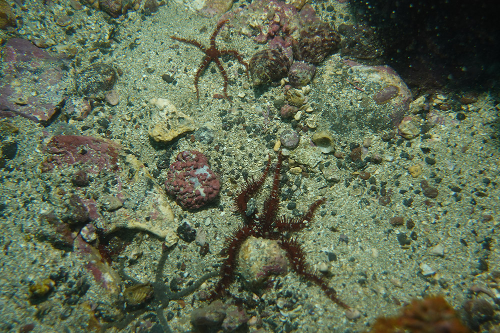 빨간등거미불가사리