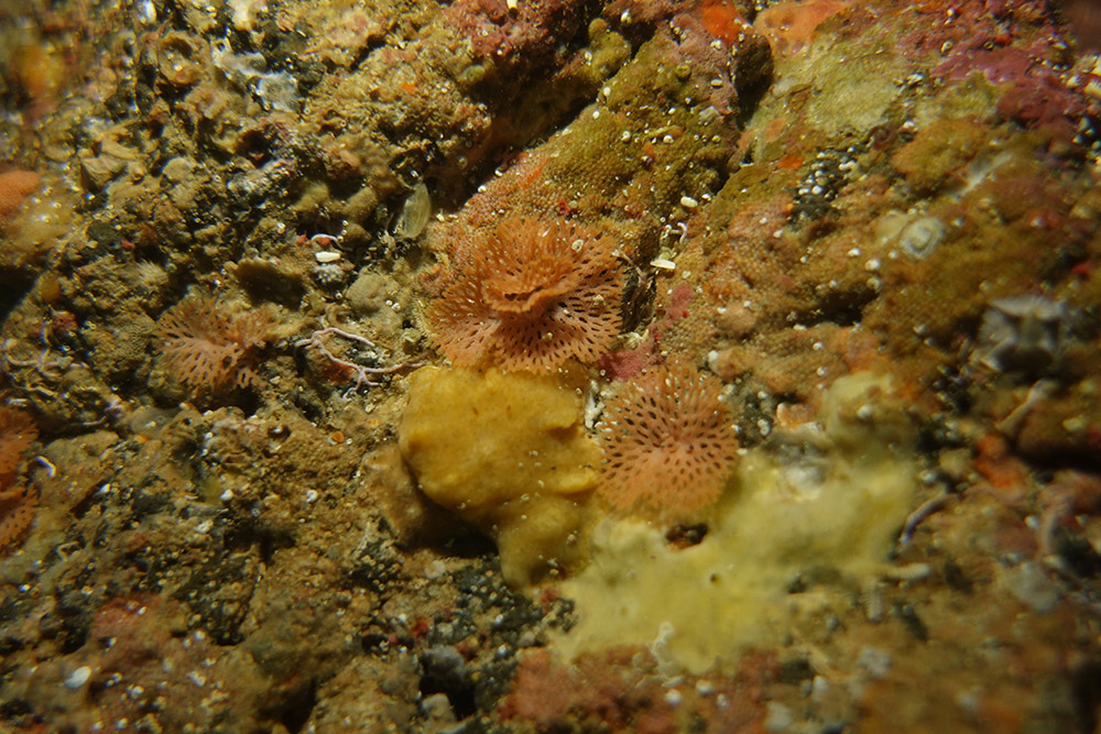 빨간망이끼벌레