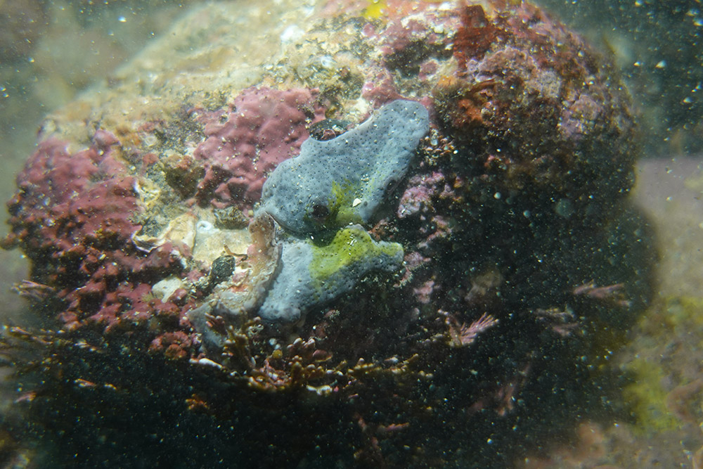 얼룩무늬흰덩이멍게