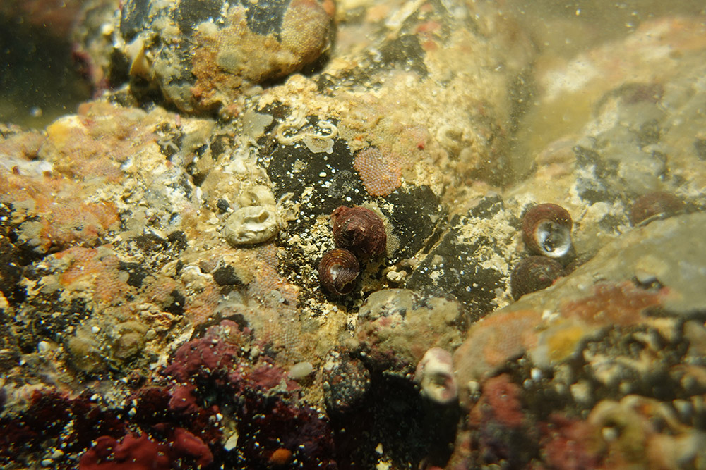 이빨울타리고둥,관막이끼벌레