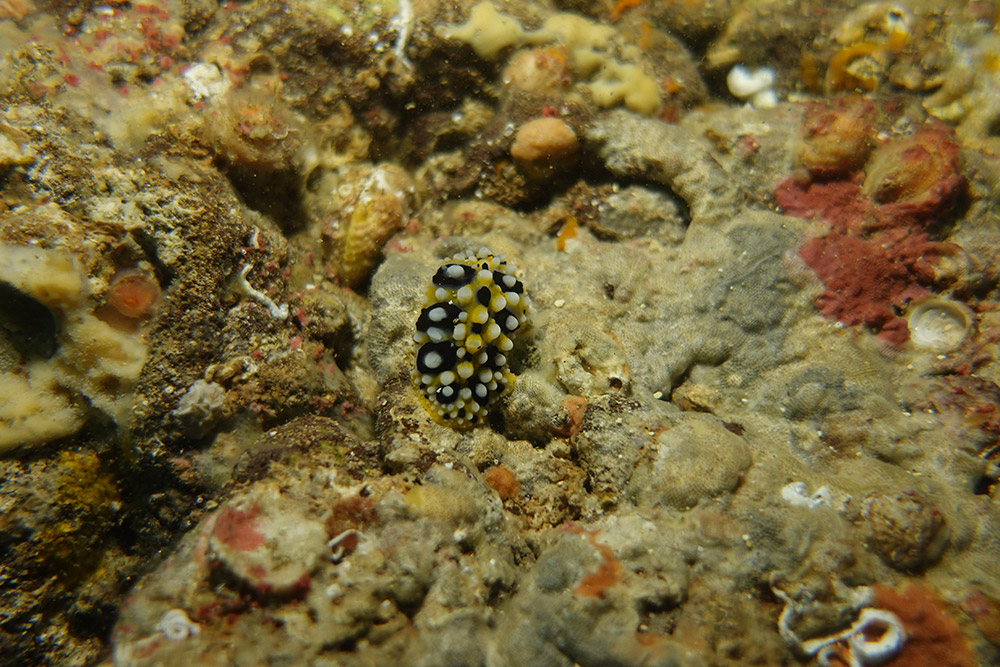 혹고리갯민숭이