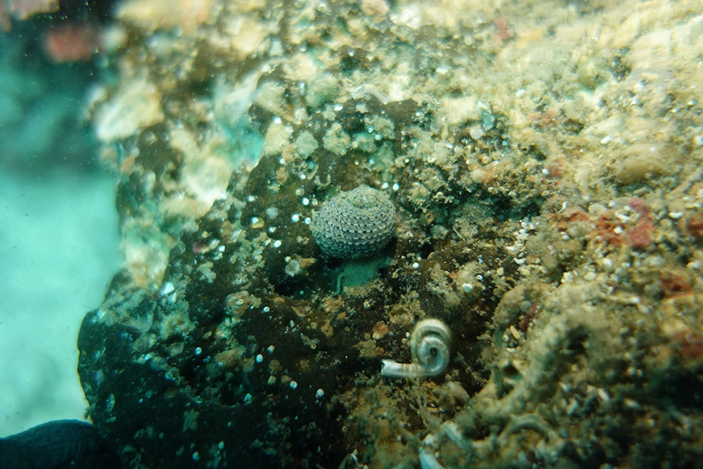 검은점갈비고둥