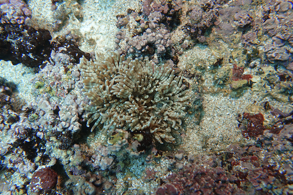 띠녹색열말미잘