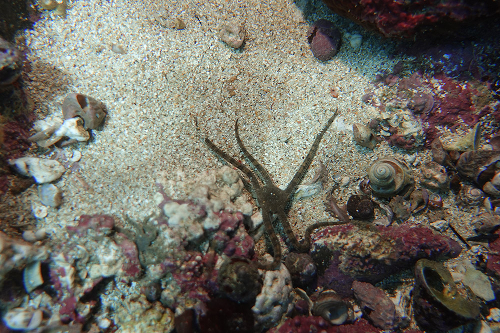 뱀거미불가사리