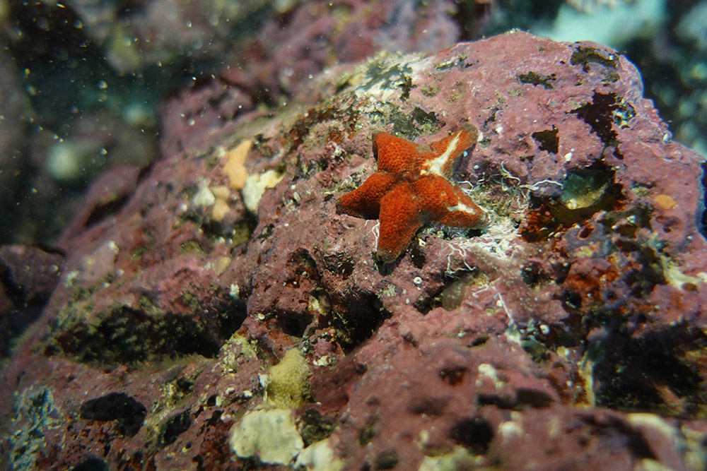 볼록별불가사리