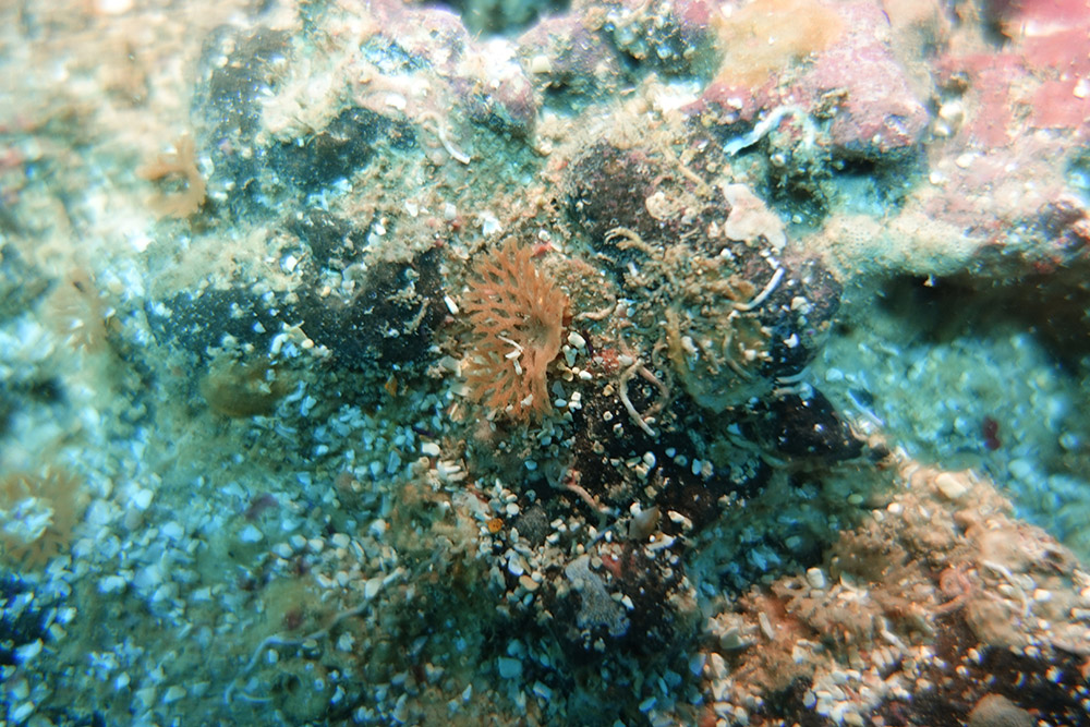 빨간망이끼벌레