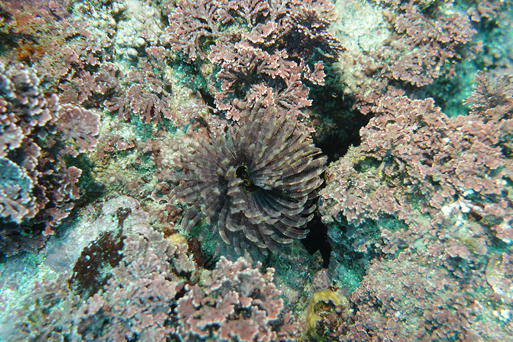 솜털꽃갯지렁이