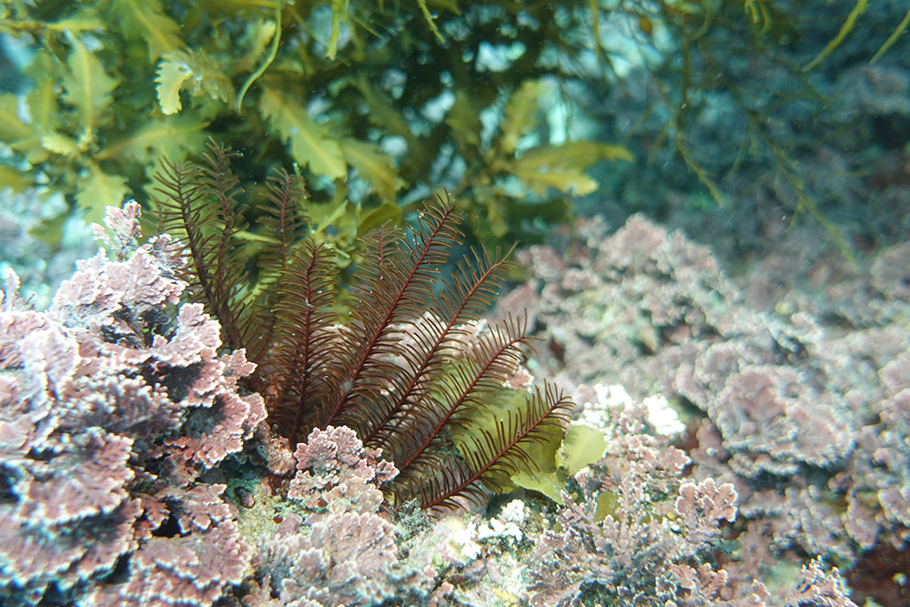 일본깃갯고사리