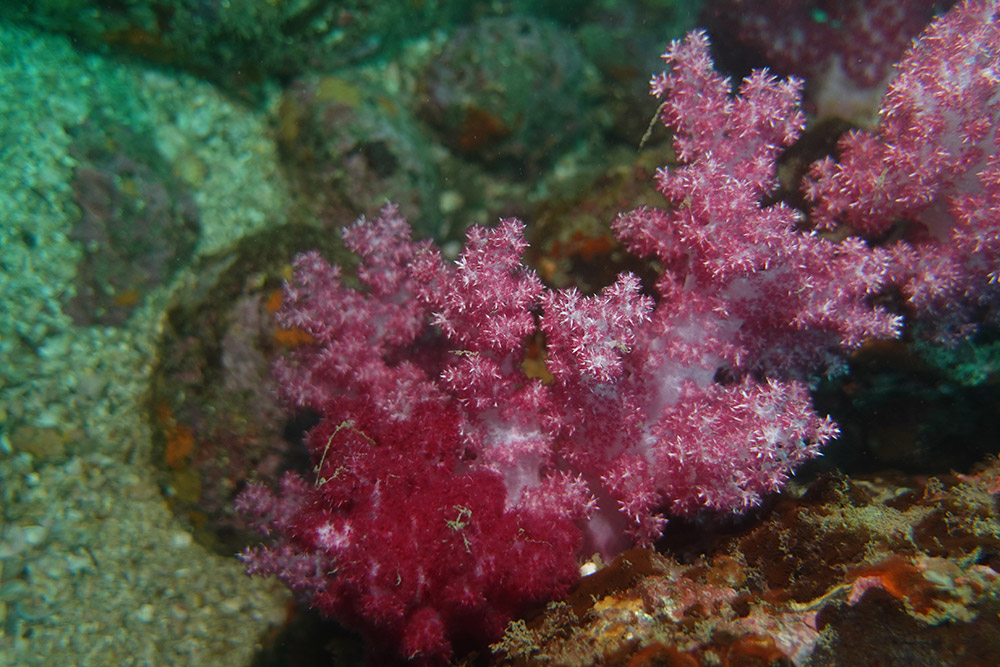 가시수지맨드라미