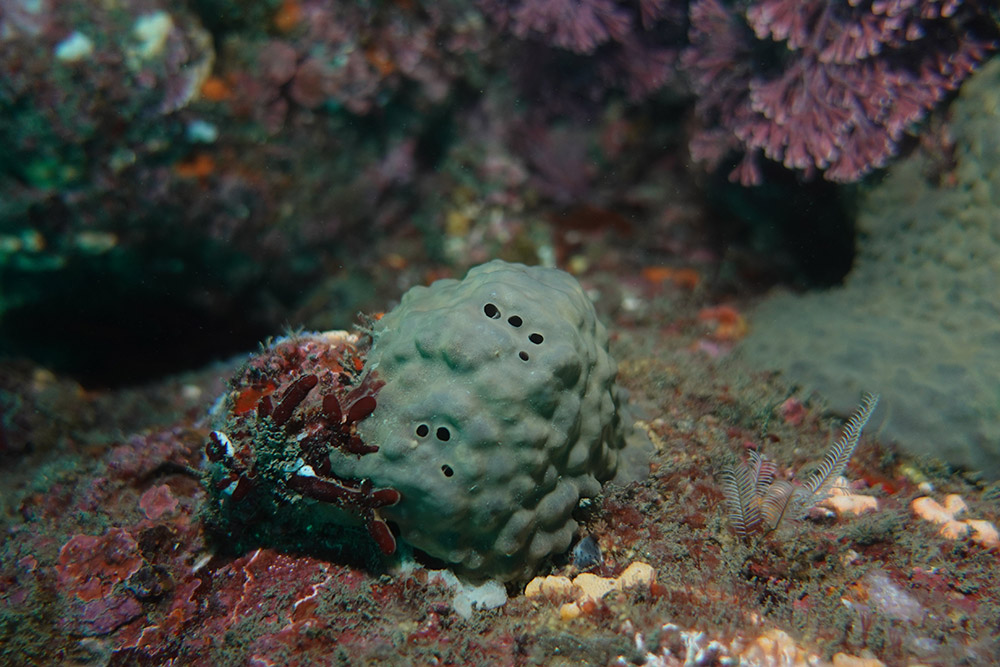 굵은나선별해면