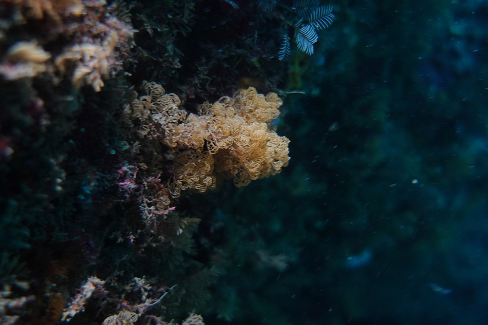 덤불연쇄방이끼벌레