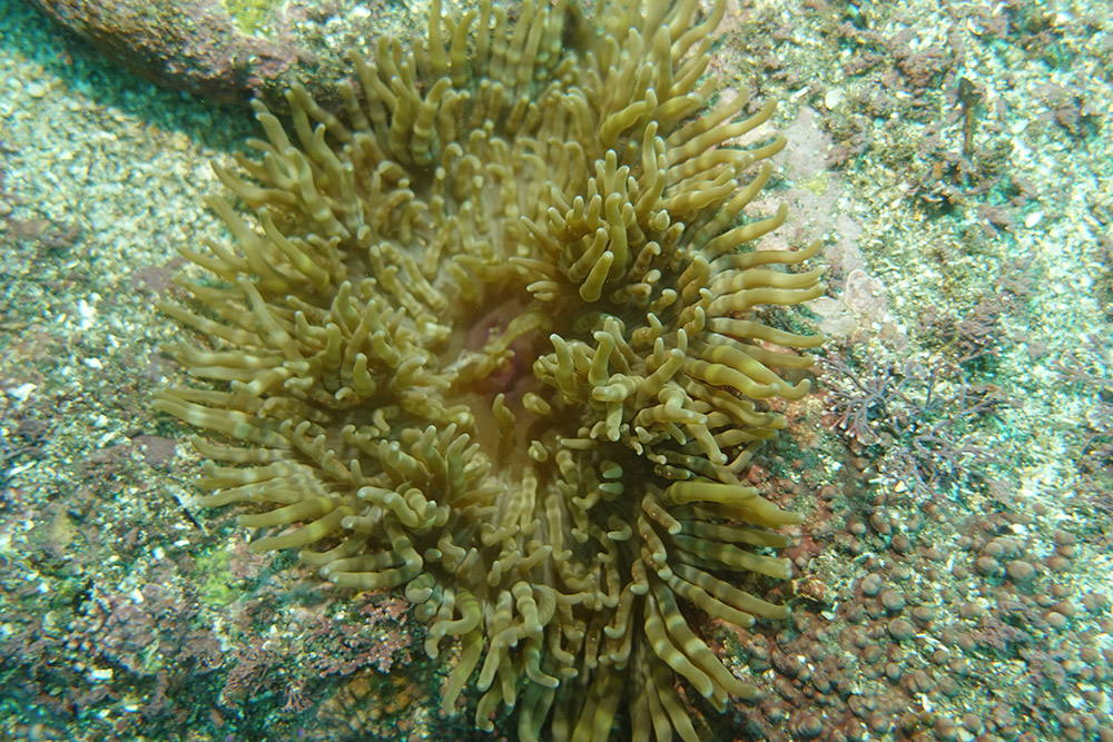 띠녹색열말미잘