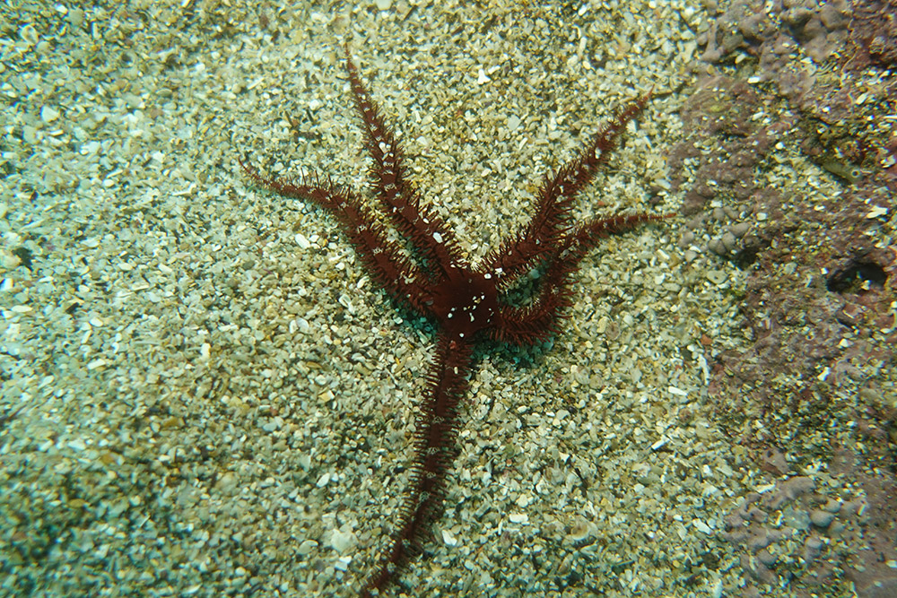 빨간등거미불가사리