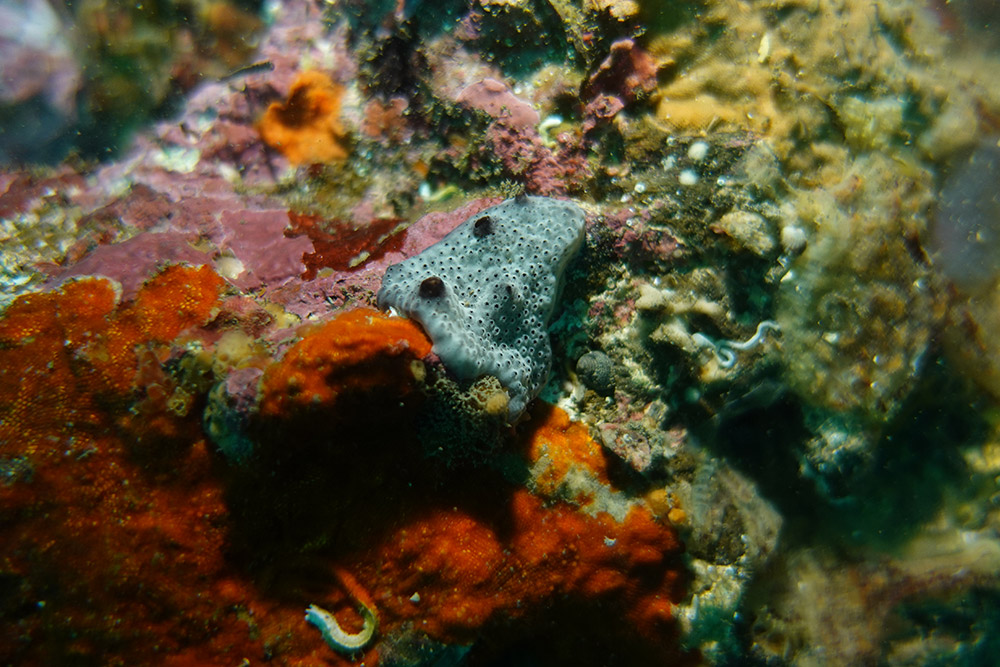 얼룩무늬흰덩이멍게