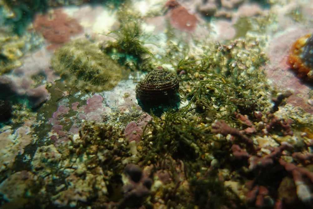 이빨울타리고둥