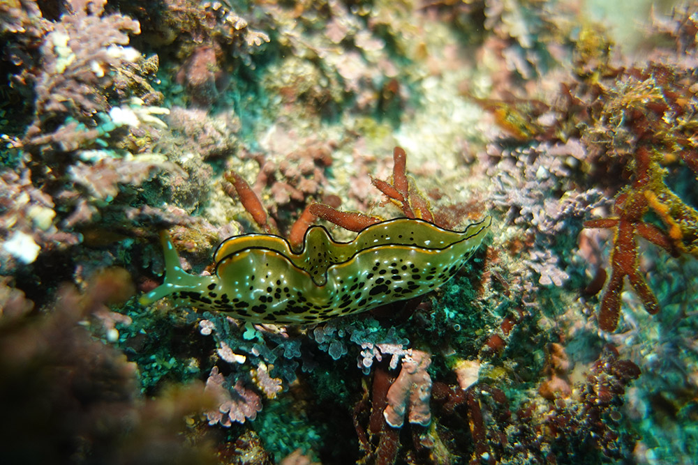 파래날씬이갯민숭붙이