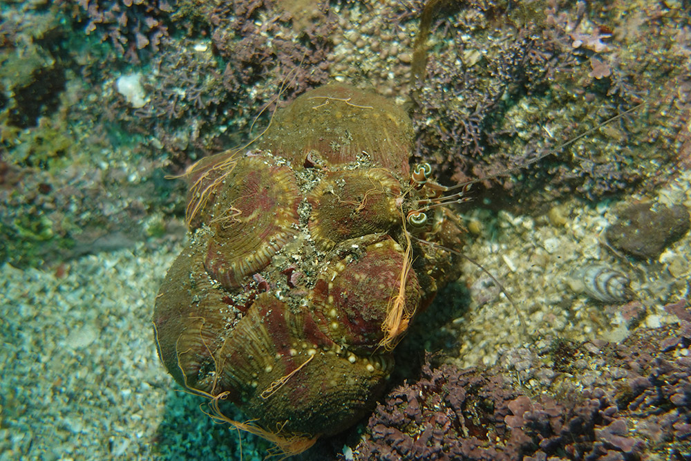 폴립집게말미잘