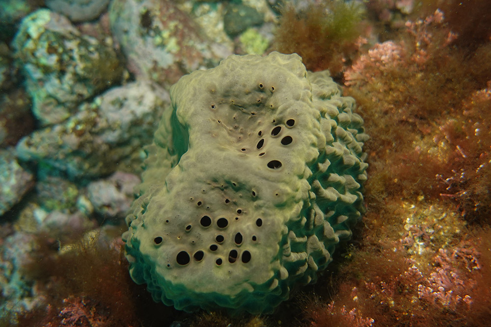 굵은나선별해면