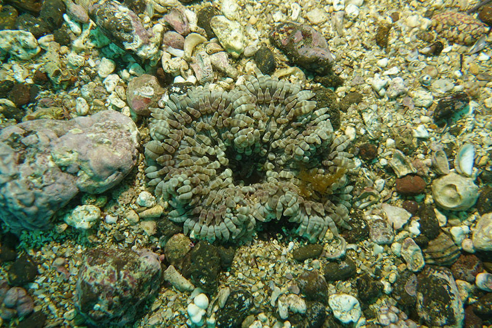 띠녹색열말미잘