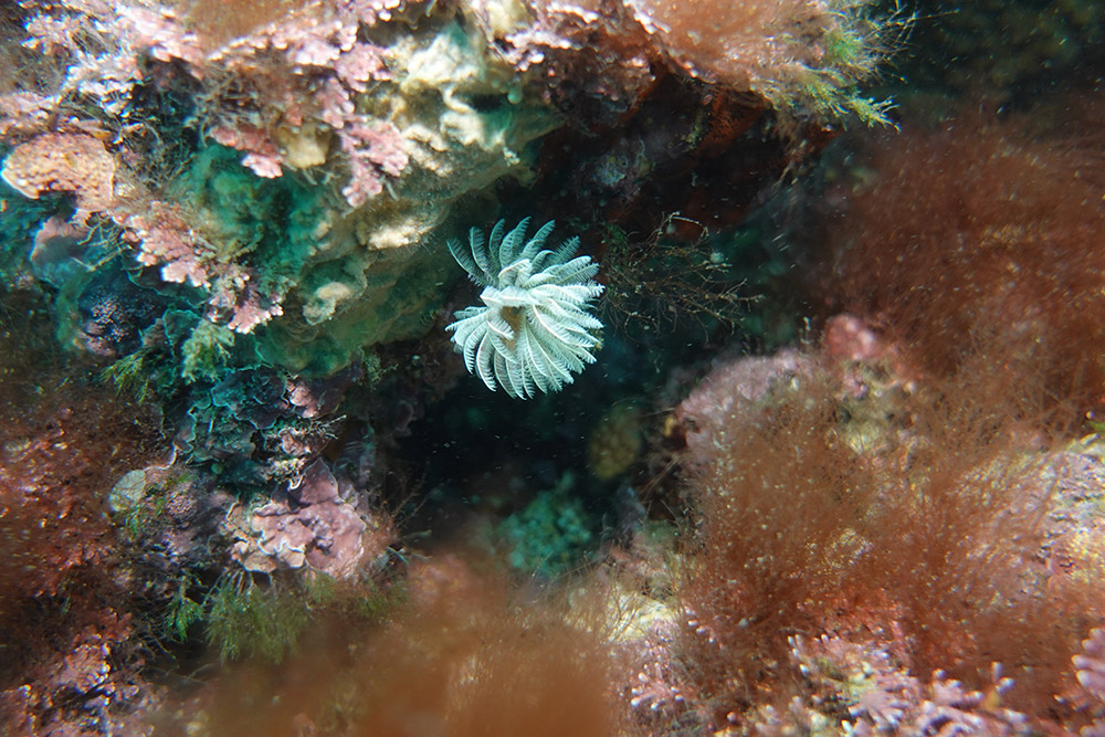 솜털꽃갯지렁이