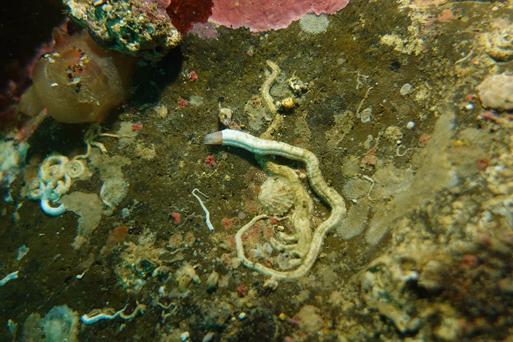 우산석회관갯지렁이