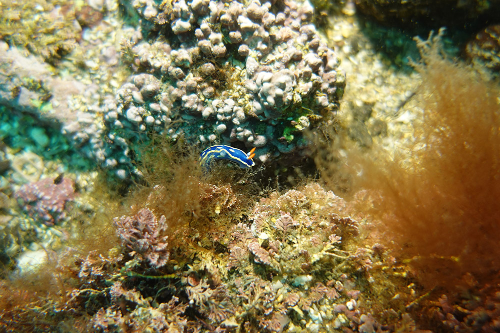 파랑갯민숭달팽이