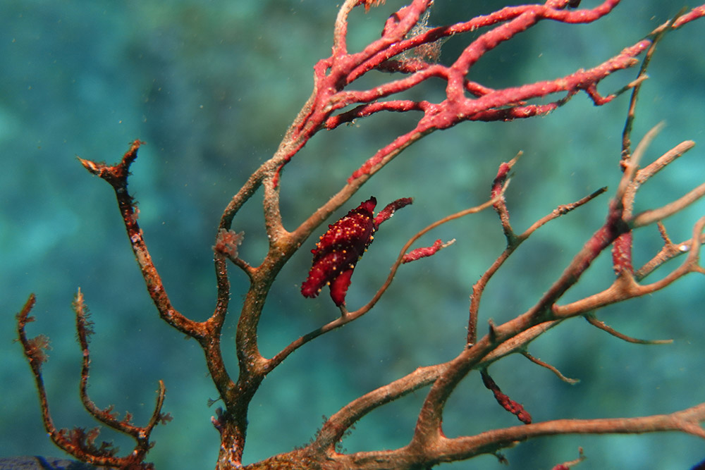 가시두루마리고둥