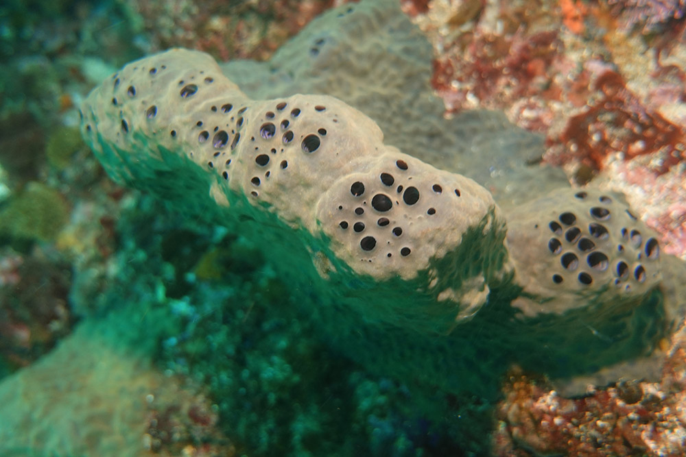 굵은나선별해면