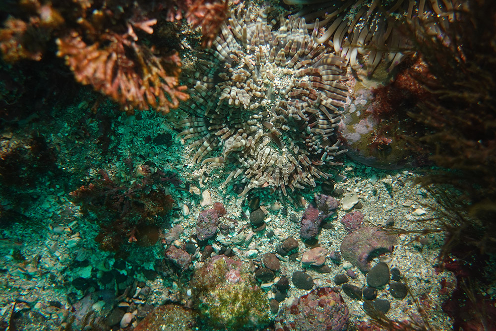 띠녹색열말미잘