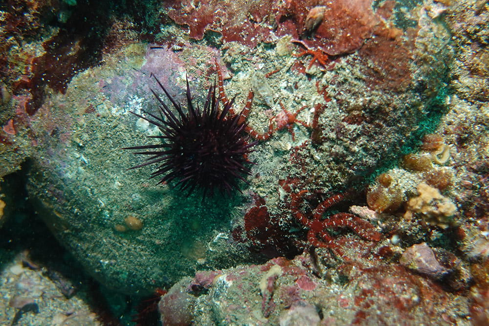 보라성게,빨간등거미불가사리