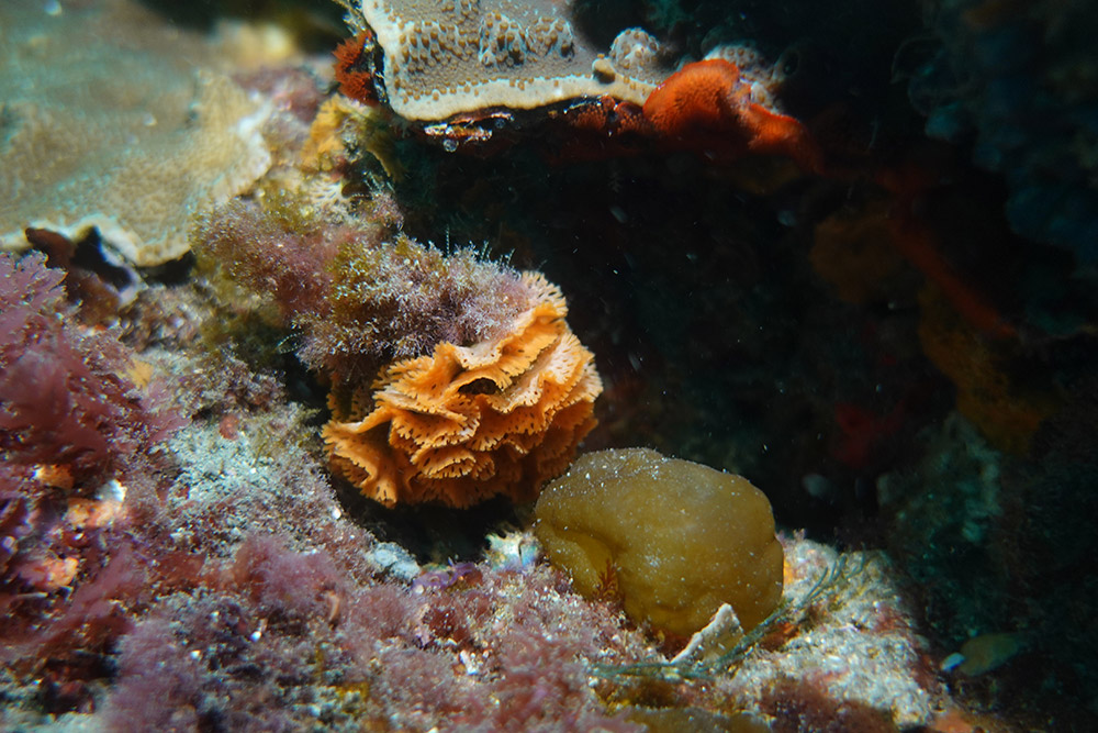 빨간망이끼벌레