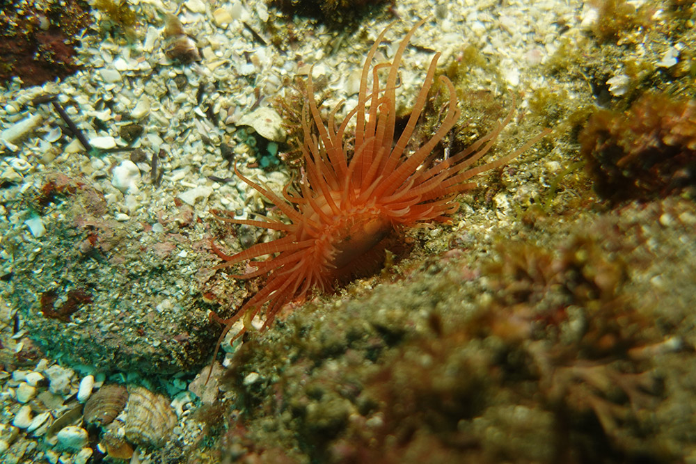 얇은납작개가리비