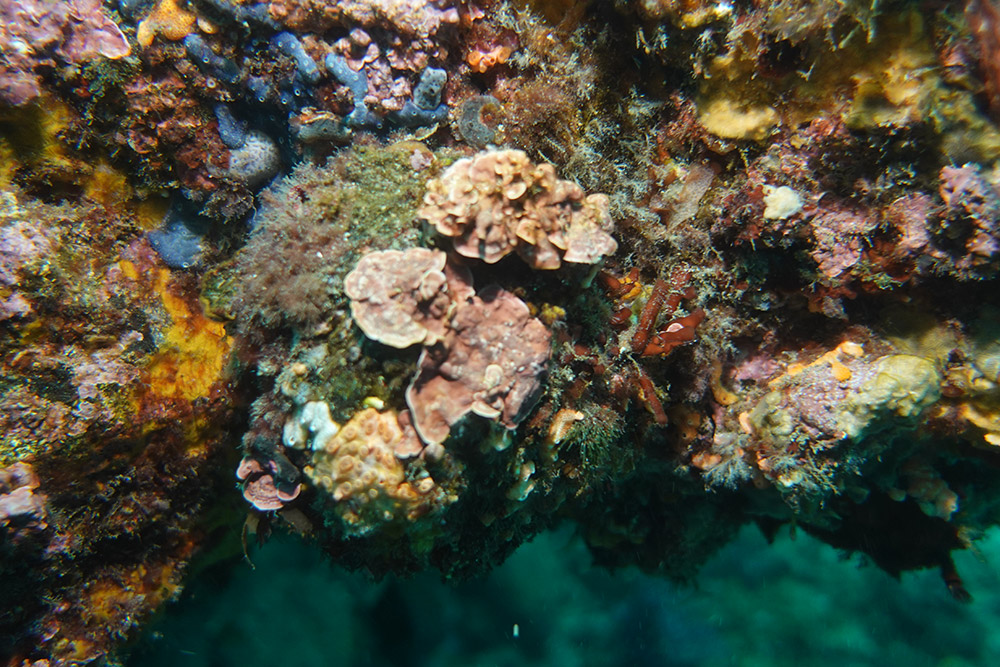 오렌지둥글해면