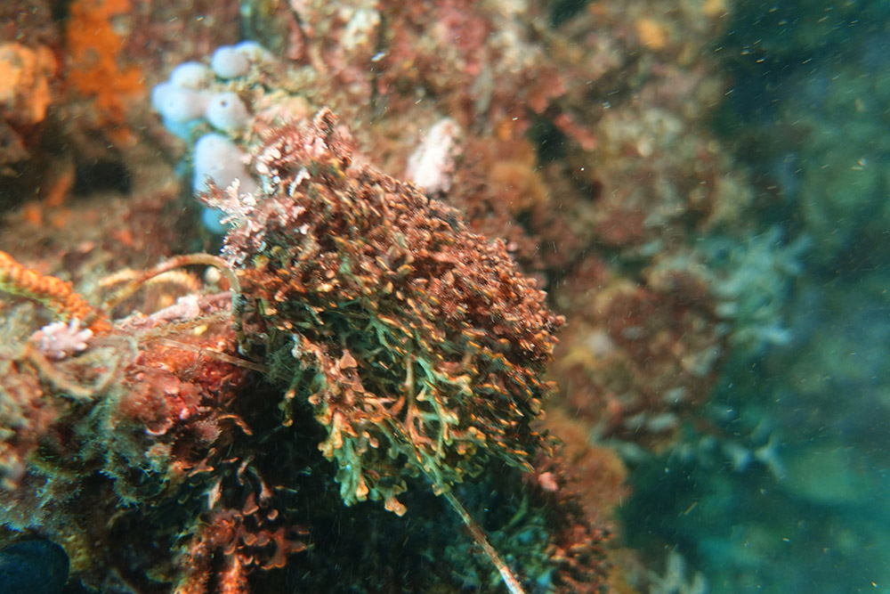 넓적부리이끼벌레