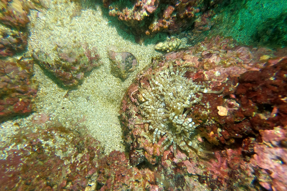 띠녹색열말미잘