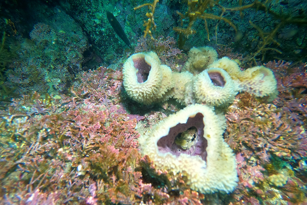 보라예쁜이해면
