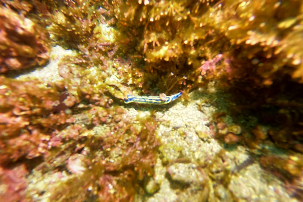 파랑갯민숭달팽이